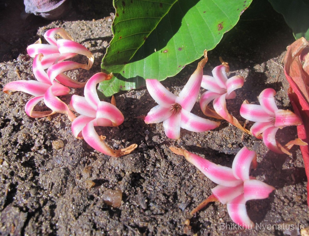 Dipterocarpus insignis Thwaites